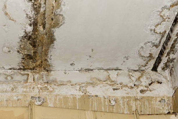 Best Flood Damage  in Elk Point, SD