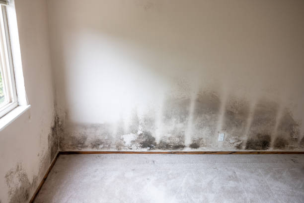 Best Water Damage & Mold Remediation  in Elk Point, SD